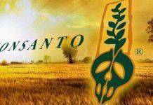 Monsanto será llevada a juicio por crímenes contra la humanidad La multinacional Monsanto sera llevada a juicio en el 2016 por crimenes de lesa humanidad en el Tribunal Internacional de La Haya