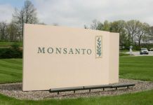 Monsanto despide al 16% de su personal al tiempo que las ventas del herbicida Roundup caen un 34% Monsanto 644x363