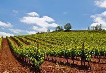El 14% de la viña y el 11% de cereal de la Comunitat Valenciana ya se cultiva en producción ecológica Vina