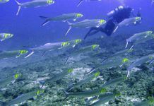 El aumento del CO2 en el mar “intoxicará” a los peces antes de lo previsto bando de epeces buceador th 1cce678baa2865fe866ba90e481edd63
