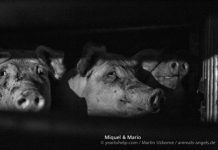 Publicada la nueva guía europea de buenas prácticas para el transporte de ganado porcino cerditos