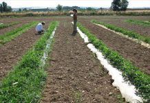 Los agricultores y elaboradores de alimentos valencianos muestran un marcado interés en la producción ecológica eco valencia