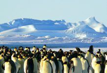 El forat de la capa d’ozó a l’Antàrtida va registrar màxima amplitud al desembre emperor penguins 429127 1280 960x623