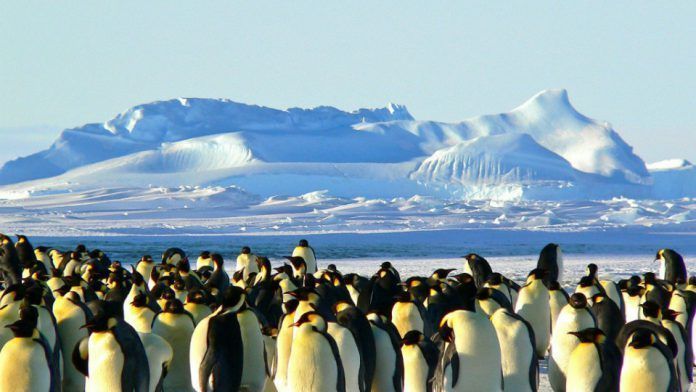 emperor penguins 429127 1280 960x623