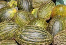 European Patent Office again grants patent on melons: “One single mutation is sufficient to patent a whole vegetable garden” European Patent Office again grants patent on melons: “One single mutation is sufficient to patent a whole vegetable garden” / La Oficina Europea de Patentes vuelve a otorgar patentes sobre melones: "Una sola mutación es suficiente para patentar un huerto entero" / L'Oficina Europea de Patents torna a atorgar patents sobre melons: "Una sola mutació és suficient per patentar un hort sencer"