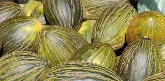 European Patent Office revokes Monsanto patent on melons European Patent Office again grants patent on melons: “One single mutation is sufficient to patent a whole vegetable garden” / La Oficina Europea de Patentes vuelve a otorgar patentes sobre melones: "Una sola mutación es suficiente para patentar un huerto entero" / L'Oficina Europea de Patents torna a atorgar patents sobre melons: "Una sola mutació és suficient per patentar un hort sencer"