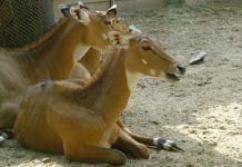 LiBERA! i DEPANA denuncien al zoo de Barcelona davant la Generalitat per sacrificar animals sans recent nascuts nilgaus