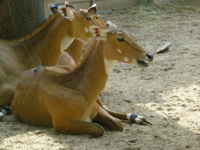nilgaus