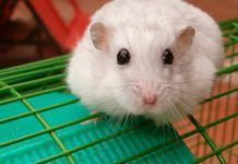 ANDA reclama al Gobierno la aplicación de un experimento alternativo que salvará la vida a miles de roedores ojos raton