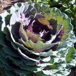 que comer kale
