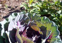 Kale, poderós superaliment! Qué Comer: Kale, ¡poderoso superalimento!