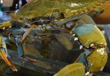 Especies invasoras, un agujero millonario en las arcas de Europa Cangrejo azul th 1cce678baa2865fe866ba90e481edd63