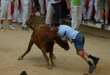 Animales y tradiciones ¿Fiesta y cultura o barbarie y anacronismo? Animales y tradiciones ¿Fiesta y cultura o barbarie y anacronismo?