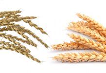 Diferencias entre la espelta y el trigo sol natural espelta trigo diferencias