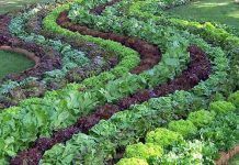 La Consellería de Agricultura de la C.Valenciana colaborará con la red iberoamericana de agroecología Lettuce