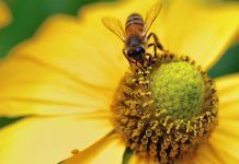 França prohibirà els insecticides neonicotinoides per mort de les abelles abejas francia insecticidas