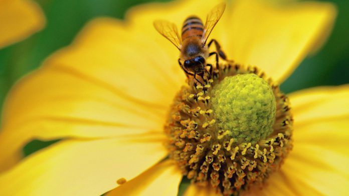 abejas francia insecticidas