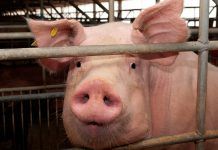 Bruselas aprueba la primera Ley de Sanidad Animal que relaciona de forma directa este aspecto con el bienestar animal bienestar animal