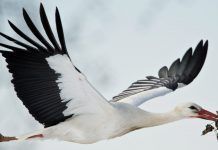 Las cigüeñas dejan de emigrar en invierno por la comida de los vertederos ciguenas vertederos