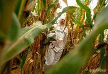 Los cultivos transgénicos tienen los días contados en la UE greenpeace gmo