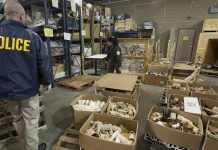 ANDA aplaude la aprobación del Plan Europeo contra el comercio de animales y plantas silvestres trafico especies