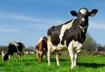 Más del 80% de los españoles cree que los animales deberían estar más protegidos vaca lechera