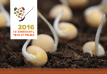 The United Nations General Assembly declared 2016 the International Year of Pulses versatility of pulses