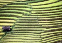 El cambio climático en la alimentación provocará 500.000 muertes en 2050 vietnam cultivo en terrazas th 1cce678baa2865fe866ba90e481edd63