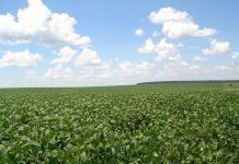 La superfície global de transgènics cultivats disminueix per primera vegada des que va començar la seva comercialització La superficie global de transgenicos cultivados disminuye por primera vez desde que comenzo su comercializacion