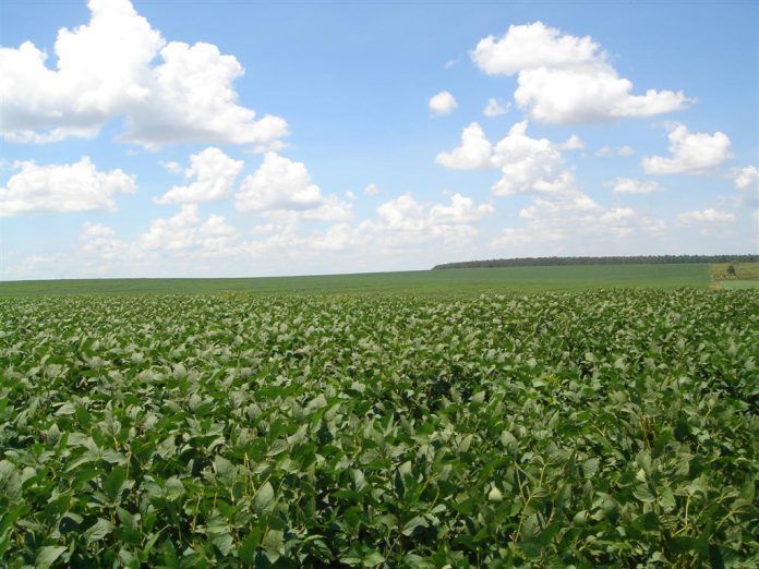 La superficie global de transgenicos cultivados disminuye por primera vez desde que comenzo su comercializacion