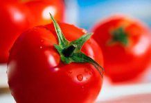 Mobilisation for start of mass opposition against patent on tomatoes el tomate es una fruta una hortaliza una verdura ampliacion