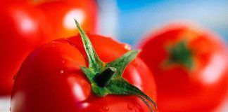 Mobilisation for start of mass opposition against patent on tomatoes el tomate es una fruta una hortaliza una verdura ampliacion