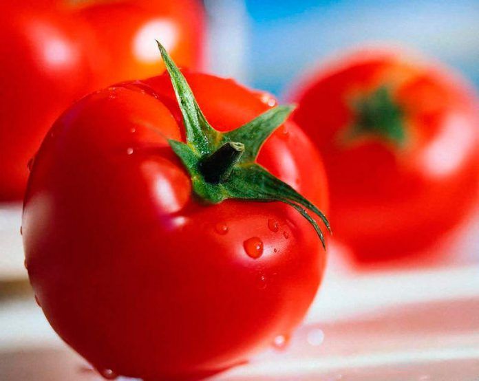 el tomate es una fruta una hortaliza una verdura ampliacion