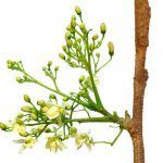 moringa