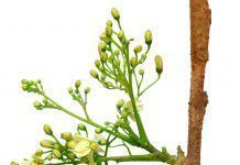 Qué Comer: Moringa, milagro natural moringa milagro natural