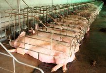Ganadería intensiva y contaminación ambiental El sector porcino, sin control en Castilla y León