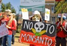 Dia mundial contra Monsanto, aquest dissabte 21 de maig dia mundial contra Monsanto