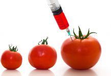 65.000 x opposition against Syngenta patent on tomatoes gmo tomato