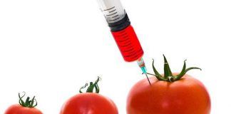65.000 x opposition against Syngenta patent on tomatoes gmo tomato