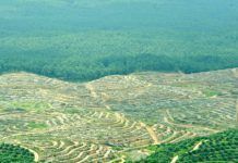 La producció d’aliments causa el 60% de la pèrdua de biodiversitat th 1cce678baa2865fe866ba90e481edd63 Indonesia1 aceite de palma