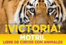 Motril lliure de circs amb animals: una altra victòria contundent MOTRIL circos
