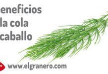 6 beneficis de la cua de cavall cola de caballo