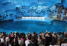 Segueixen les gestions per aconseguir el tancament del dofinari de Barcelona delfinario bcn