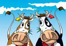 Dos contra el mundo dos vacas contra mundo
