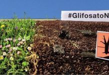 Per tercera vegada la UE no aconsegueix l’acord per a la renovació temporal del glifosat glifosato 155 org