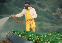 Insecticida clorpirifós, el nuevo glifosato Insecticida clorpirifós, el nuevo glifosato
