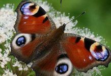 España aplica sólo 1 de las 37 medidas para preservar la biodiversidad Denuncian que Espana aplica solo 1 de las 37 medidas para preservar la biodiversidad large