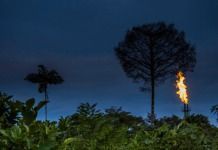 El petroli posa en perill la biodiversitat de l’Amazones El petroleo pone en peligro la biodiversidad del Amazonas large