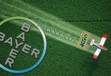 Monsanto s’enfonsa i Bayer augmentarà la seva toxicitat Monsanto se unde y Bayer aumenta su toxicidad large