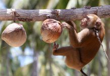 La «moda» del coco amenaza su cultivo originario y ecológico coco libro josefina